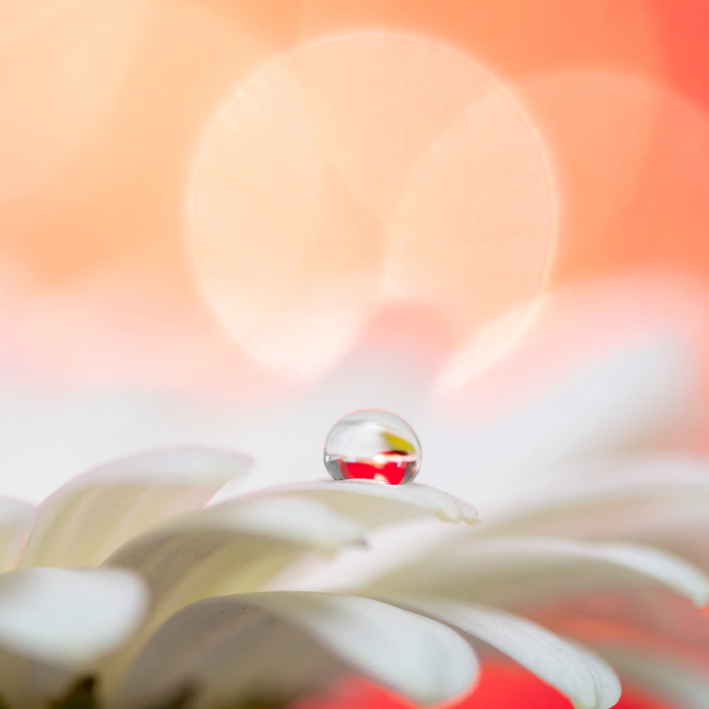 spherical water drop on a pale white flower petal tip, refracting a vivid red reflection, extremely shallow depth of field, creamy pastel orange and white blurred background, large soft circular bokeh, ethereal macro photography