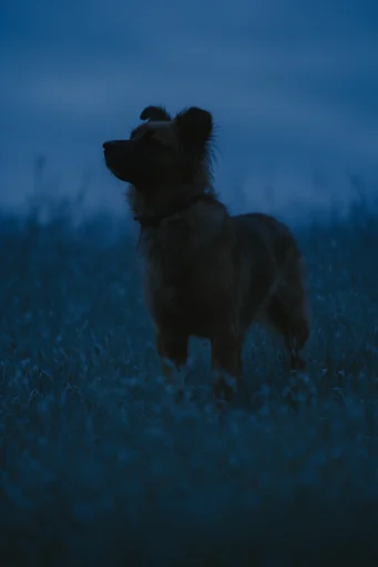 Nocturnal Twilight Melancholy style reference image — nocturnal liminal atmosphere