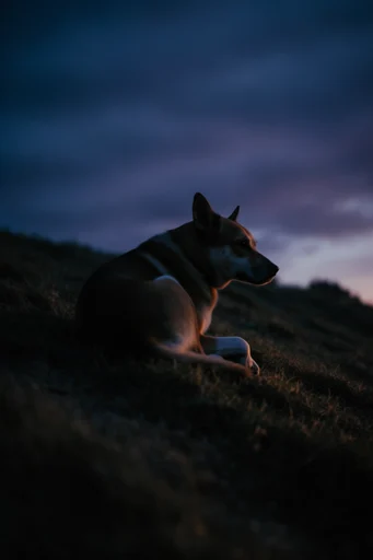 Cinematic Nocturnal Solitude style reference image — vast landscape