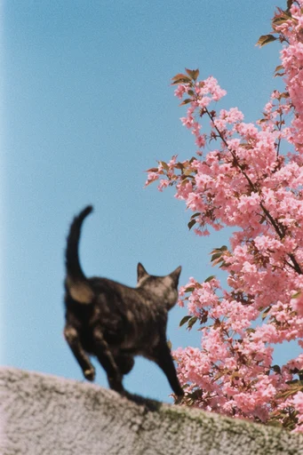 Nostalgic Analog Chromatics style reference image — 35mm analog film aesthetic