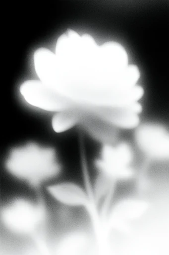 Luminous Noir Minimalism style reference image — minimalist noir