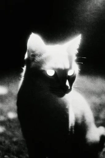 Monochrome Occult Surrealism style reference image — surreal minimalism