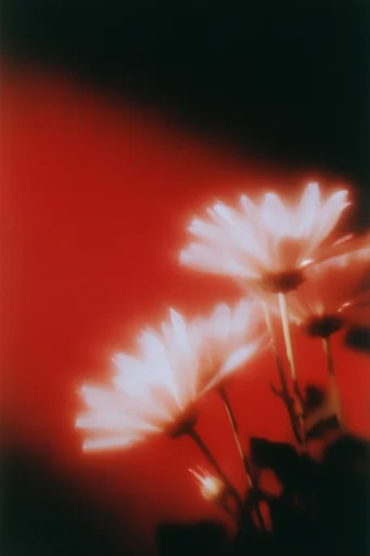 Ethereal Crimson Noir style reference image — minimalist moody composition