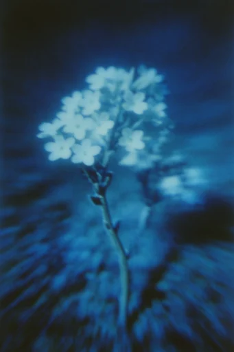 Ethereal Nocturnal Cyanotype style reference image — nocturnal haze