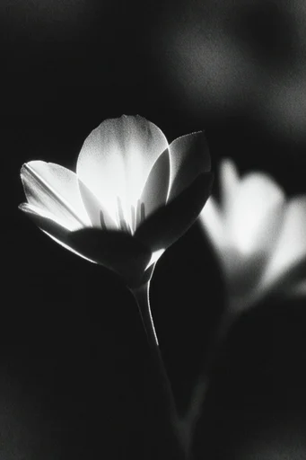 Stippled Chiaroscuro Noir style reference image — deep shadows