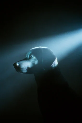 Cinematic Nocturnal Noir style reference image — atmospheric haze