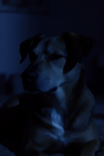 Nocturnal Cybernetic Noir style reference image — cinematic anamorphic lens flare