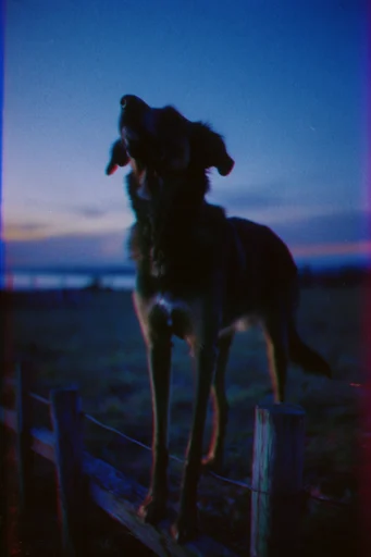 Nocturnal Twilight Melancholy style reference image — warm bokeh highlights