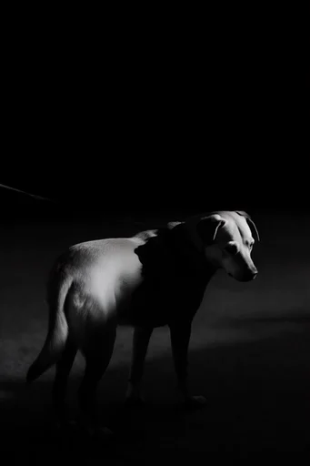 Cinematic Monochrome Noir style reference image — motion blur