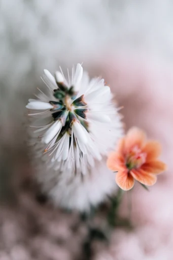 Clinical Ethereal Minimalism style reference image — desaturated color palette