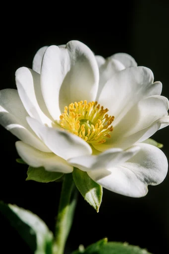 Minimalist Botanical Chiaroscuro style AI image example 2