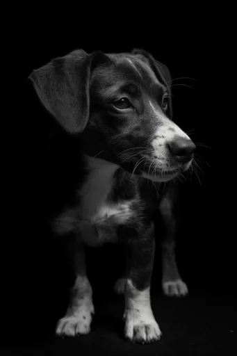 Cinematic Chiaroscuro Noir style reference image — surrealist composition