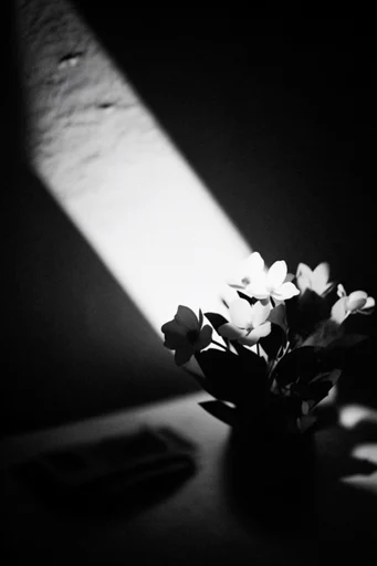 Cinematic Monochrome Noir style reference image — cinematic noir