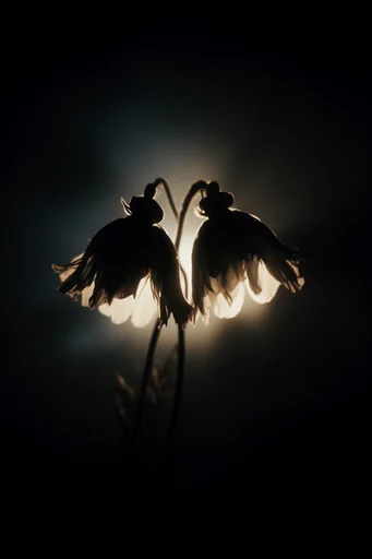 Luminous Chiaroscuro Noir style reference image — ethereal glow