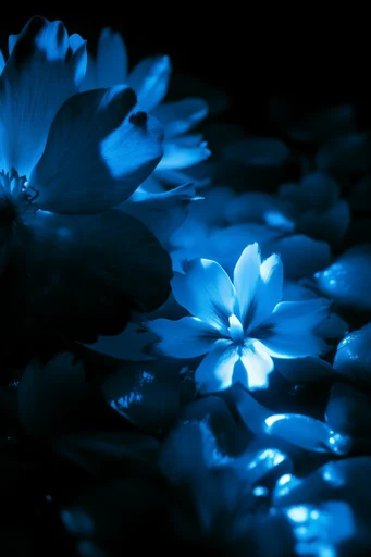 Bioluminescent Cobalt Noir style reference image — nocturnal mood