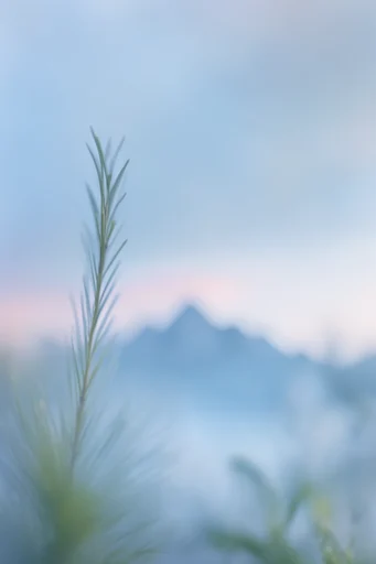 Ethereal Blue Minimalism style reference image — macro photography