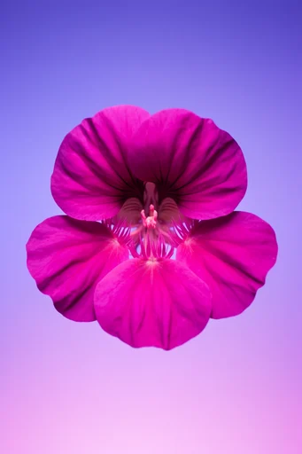 Electric Botanical Minimalism style reference image — smooth gradient background
