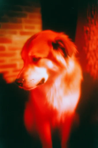 Spectral Analog Noir style reference image — high-contrast noir