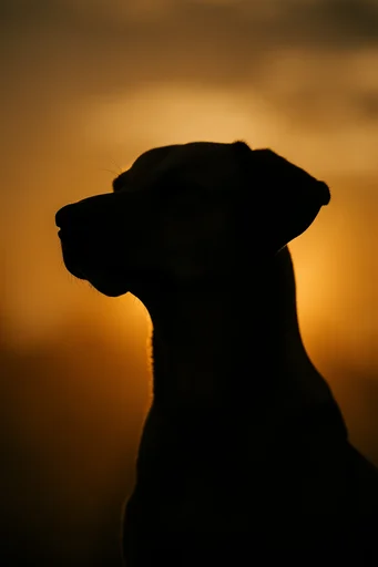 Luminous Amber Silhouette style reference image — dramatic sunset lighting