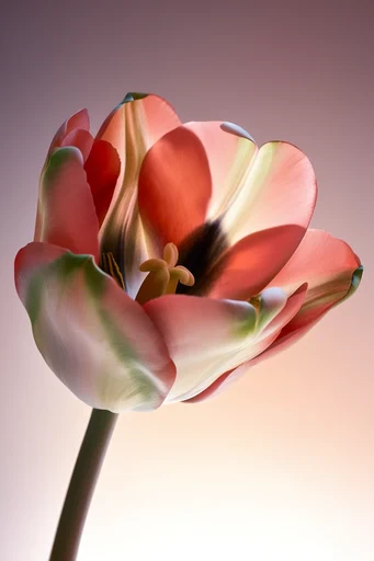 Luminous Botanical Minimalism style reference image — elegant organic curves