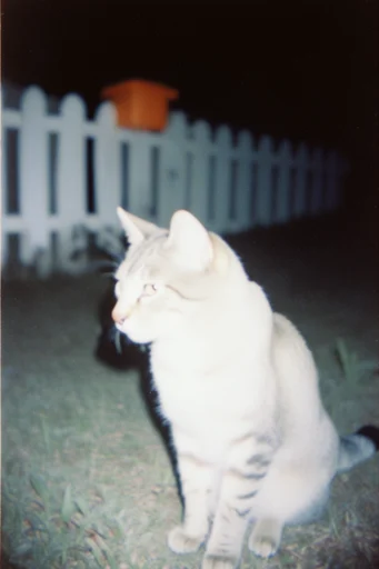 Gritty Analog Snapshot style reference image — candid photography