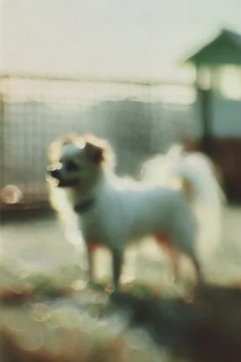 Ethereal Pictorialist Haze style reference image — dreamlike bokeh