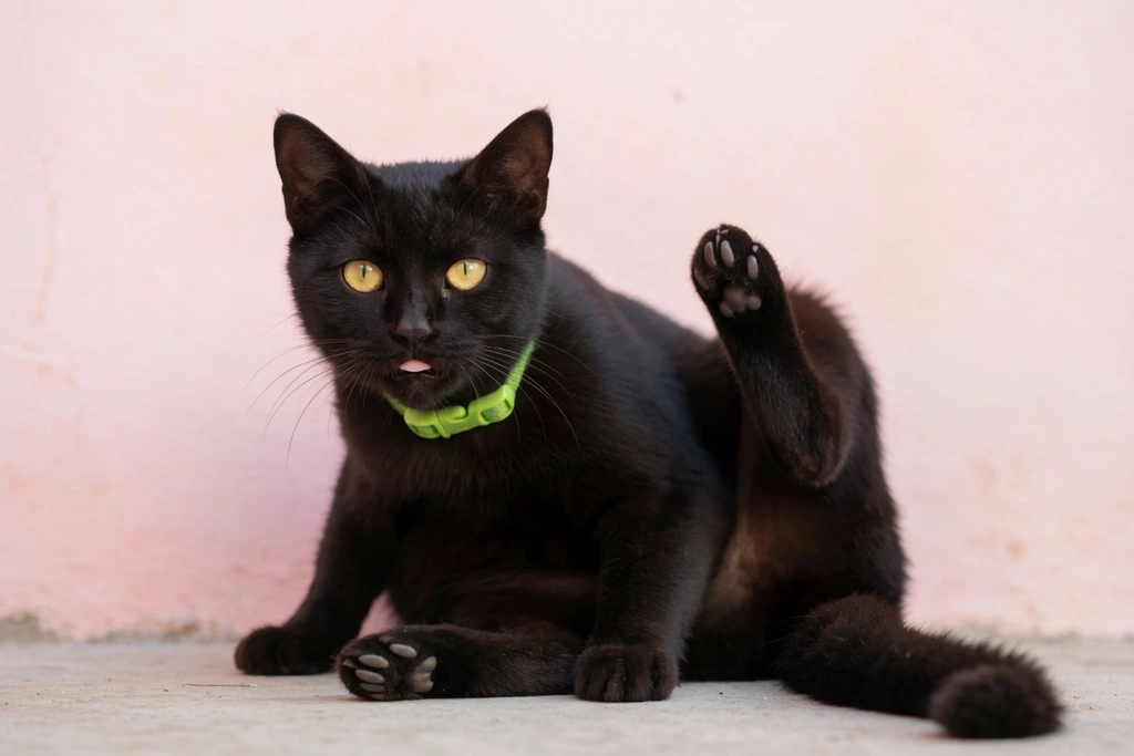 A black cat with bright golden-yellow eyes sits in a comical grooming posture on a flat, light grey concrete surface. The feline gazes directly forward with a tiny portion of its pink tongue exposed, holding one hind leg awkwardly high in the air to reveal dark paw pads. It wears a vibrant lime-green collar with a plastic clasp. The background consists of a smooth, slightly textured pastel pink wall. Soft, diffused natural lighting highlights the fine textures of the dark fur, creating a striking color contrast against the pale pink backdrop and bright green accessory. A shallow depth of field keeps the subject in sharp focus while gently blurring the environment.