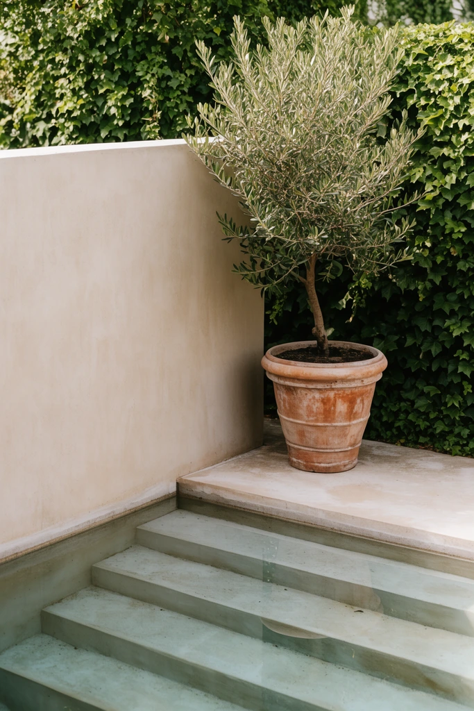 A minimalist courtyard corner featuring a shallow reflecting pool with submerged concrete steps. A smooth beige stucco wall stands beside an olive tree in a weathered terracotta planter. Dense green ivy fills the background under soft natural sunlight.