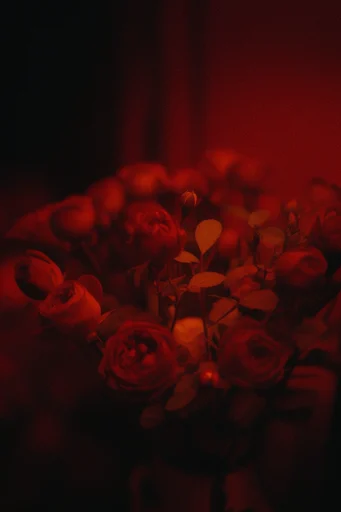 Cinematic Crimson Noir style reference image — darkly romantic atmosphere