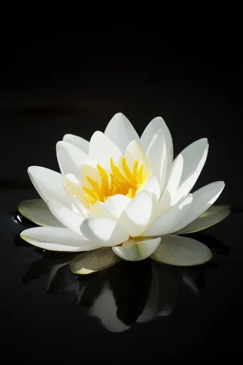 Monochromatic Botanical Chiaroscuro style reference image — stark black background