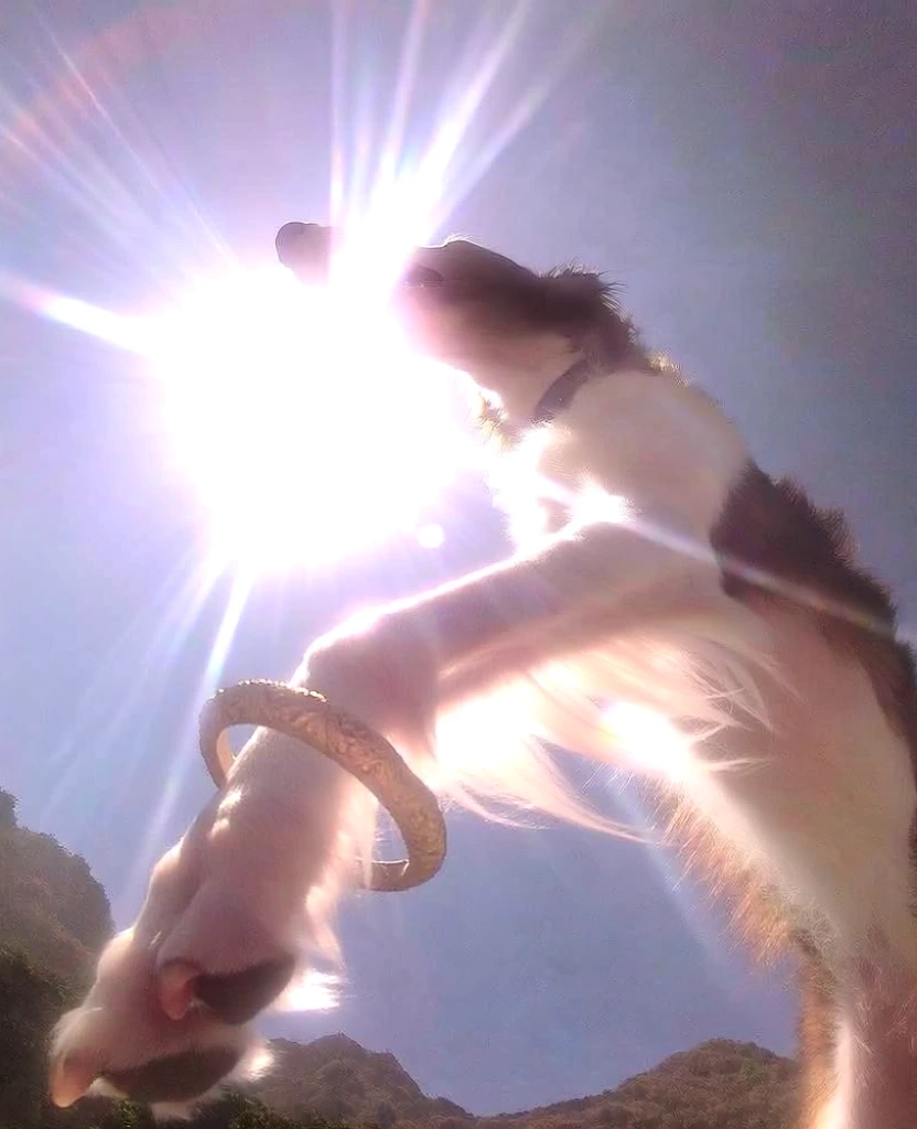 low-angle worm's-eye perspective, borzoi dog silhouetted by intense overexposed solar flare, blinding white sunlight blooming, ethereal lo-fi digital snapshot aesthetic, one long slender front leg raised toward the lens in sharp foreground, ornate gold bangles encircling the limb, soft hazy gradient of pale lilac and periwinkle sky, rugged mountain silhouette in the lower corner, harsh backlighting, blown-out highlights, dreamlike high-key color palette.