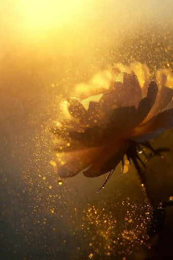 Ethereal Amber Radiance style reference image — amber light diffusion