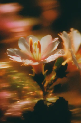 Cinematic Amber Noir style reference image — refracted light