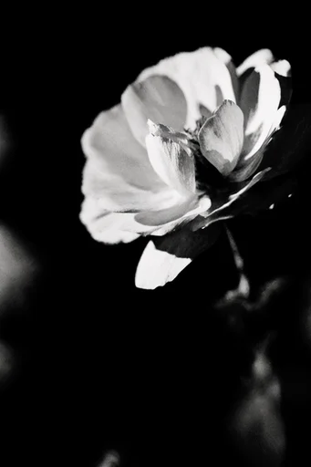 Gritty Chiaroscuro Noir style reference image — gritty noir texture