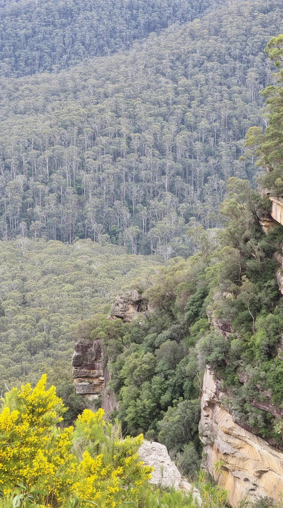 A vast, dense forest of eucalyptus trees stretches across a rugged landscape, viewed from a high vantage point. The pale, slender trunks of the trees stand out against the muted green canopy, creating a textured pattern across the undulating hillsides. In the foreground on the right, a steep, layered sandstone cliff face drops away, its rocky surface partially covered with clinging green vegetation and small trees. On the lower left, bright yellow flowering bushes provide a vibrant contrast to the surrounding greenery and rocky outcrops. The lighting is soft and even, suggesting an overcast day, highlighting the natural textures of the rock and the sprawling expanse of the forest.