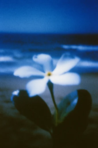 Ethereal Nocturnal Cyanotype style reference image — liminal space