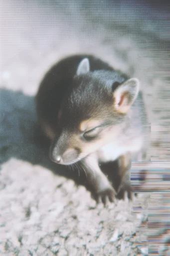Dreamy Analog Haze style reference image — dreamy haze