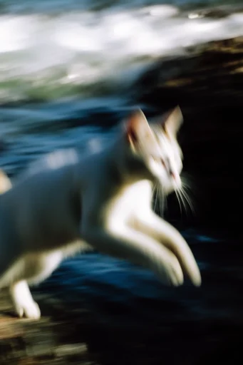 Kinetic Liquid Impressionism style reference image — fluid long exposure