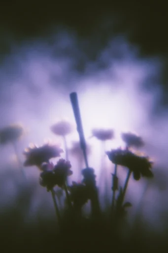 Cinematic Nocturnal Etherealism style reference image — soft focus diffusion