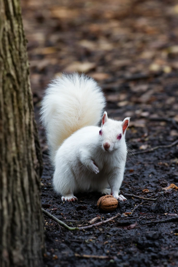 A stark white squirrel stands on dark, muddy ground, facing slightly right with its head turned to look directly forward. Its thick, fluffy tail curls up and rests against its back. Its front paws are tucked close to its chest. The squirrel has dark pink eyes and faint pinkish hues inside its ears and on its nose. In front of the squirrel, resting on the dark soil, is an intact brown walnut. The ground is a mix of wet earth, small twigs, and scattered dry leaves. To the left, the rough, vertically fissured bark of a thick tree trunk occupies the foreground, slightly out of focus. The background consists of blurred, mottled brown and tan earth, creating a shallow depth of field that isolates the bright white squirrel against the darker, muted woodland environment.