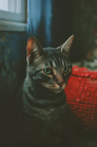 Cinematic Analog Noir style reference image — shallow depth of field