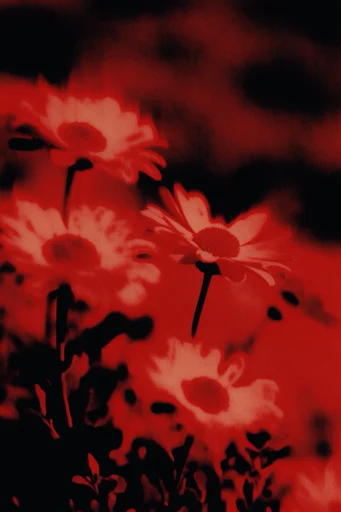 Crimson Noir Glitch style reference image — experimental darkroom texture