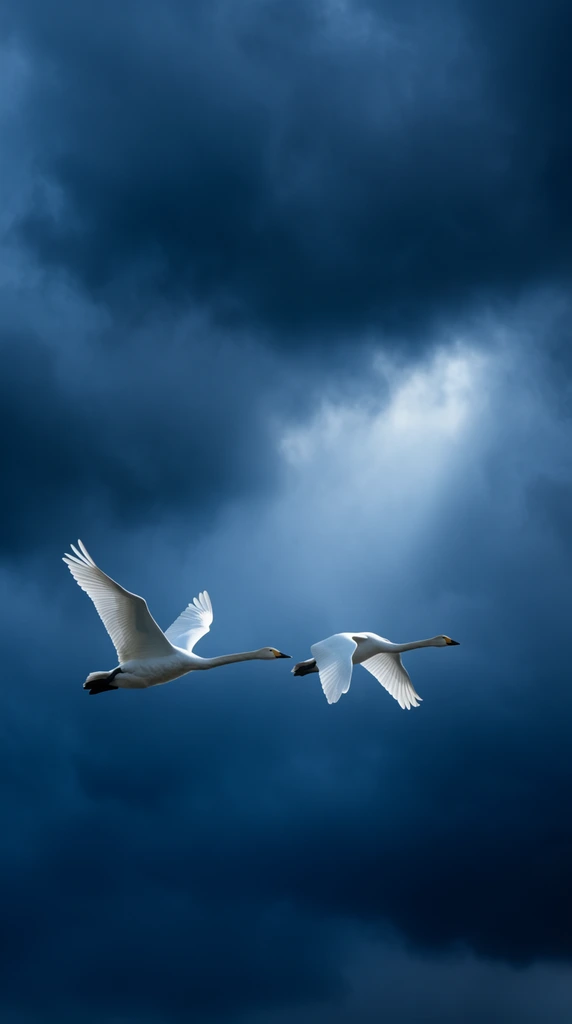 Two bright white swans fly in tandem across a dramatic, dark blue stormy sky. Captured mid-flight with wings extended and necks forward, they traverse the lower-left frame. Heavy, deep blue storm clouds fill the background. A soft natural spotlight breaks through the clouds, illuminating their white plumage against the moody atmosphere in this stark, minimalist wildlife photograph.