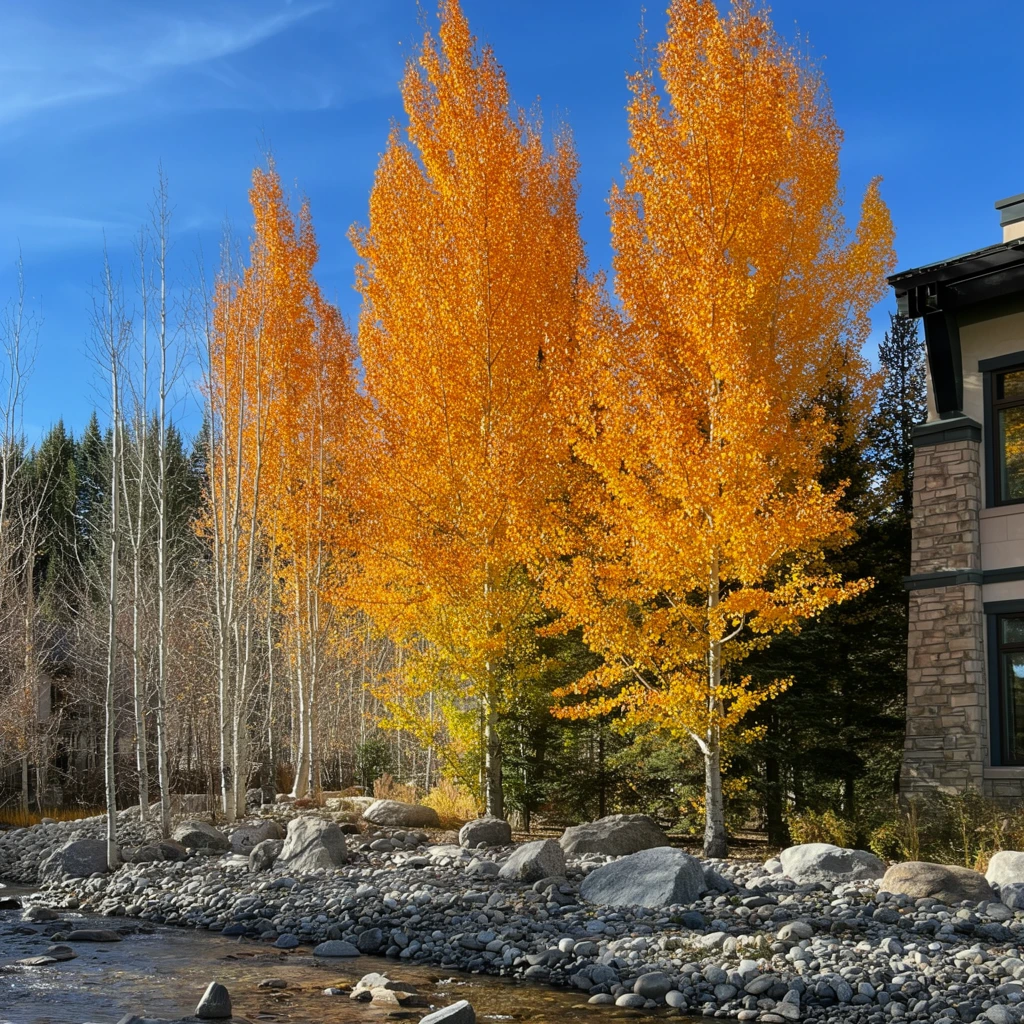 Towering trees with vibrant golden-orange autumn foliage dominate the scene against a bright, clear blue sky with faint wispy clouds. A shallow stream flows across the foreground over a wide bed of smooth grey river stones and scattered boulders. Slender, bare white-barked trunks stand to the left, contrasting with dense dark green evergreens in the background. On the right edge, a multi-story building features a textured stone facade, dark trim, and large reflective windows. Crisp, direct sunlight illuminates the vivid yellow leaves and casts sharp shadows across the rocky bank, emphasizing the rich, seasonal color palette of this serene landscape.