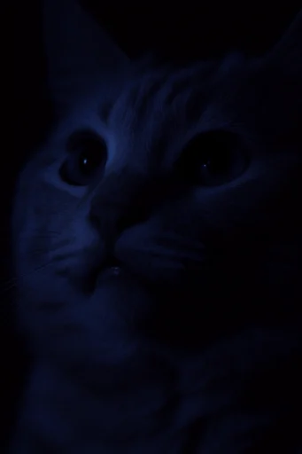 Nocturnal Bioluminescent Noir style reference image — cinematic noir atmosphere