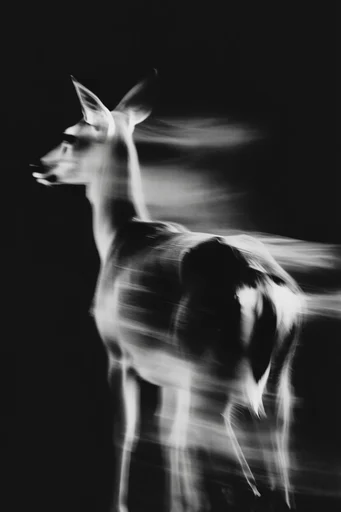 Kinetic Spectral Monochrome style reference image — long exposure light trails