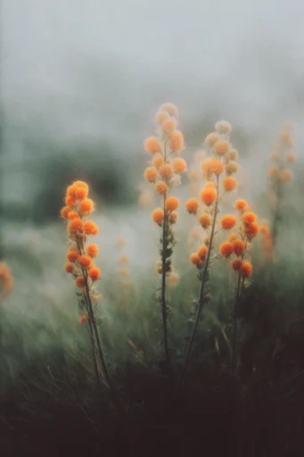 Ethereal Melancholic Solitude style reference image — diffused overcast lighting