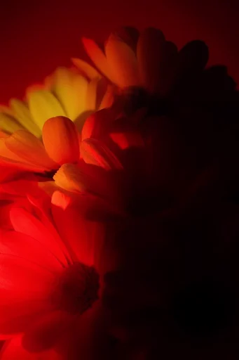 Graphic Chiaroscuro Noir style reference image — vibrant red and blue palette