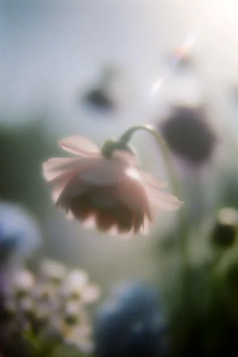 Ethereal Analog Melancholy style reference image — hazy light leaks