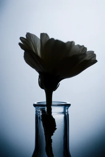 Minimalist Noir Silhouette style reference image — sharp profile